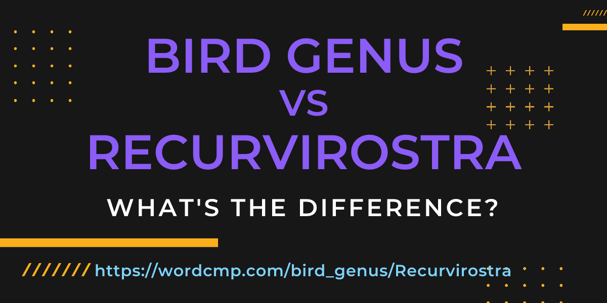 Difference between bird genus and Recurvirostra