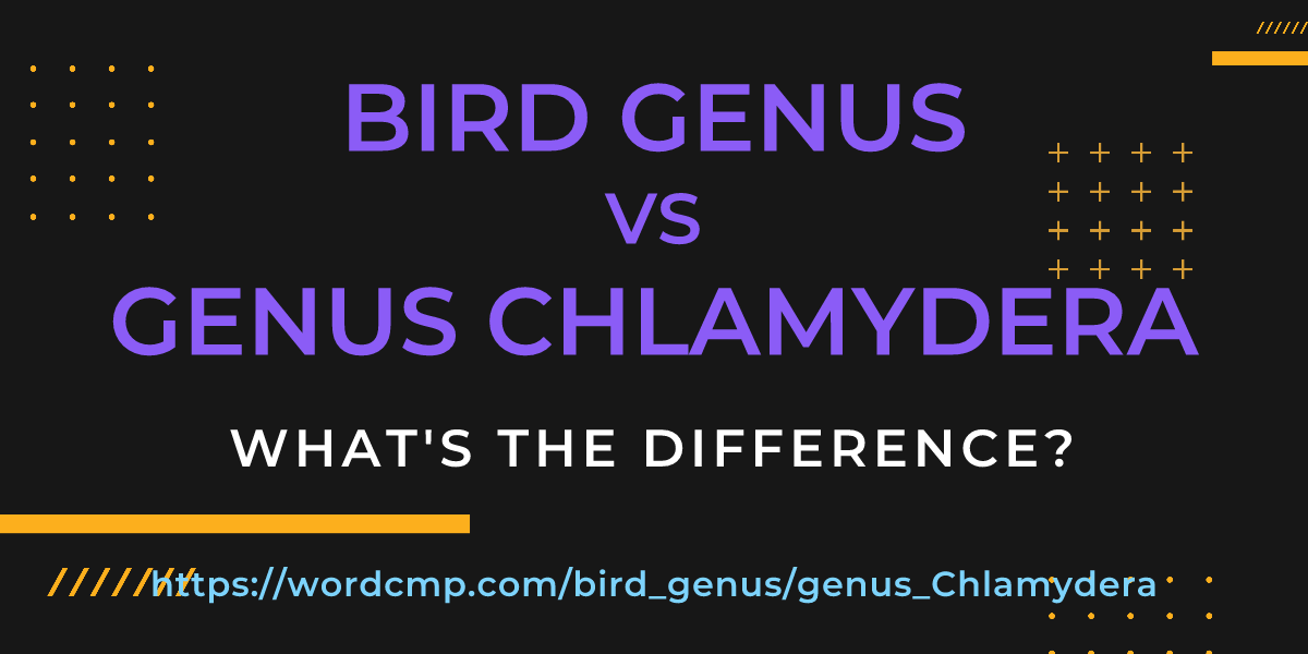 Difference between bird genus and genus Chlamydera
