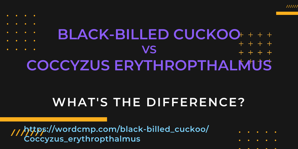 Difference between black-billed cuckoo and Coccyzus erythropthalmus