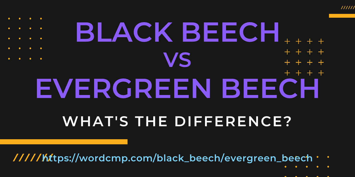Difference between black beech and evergreen beech
