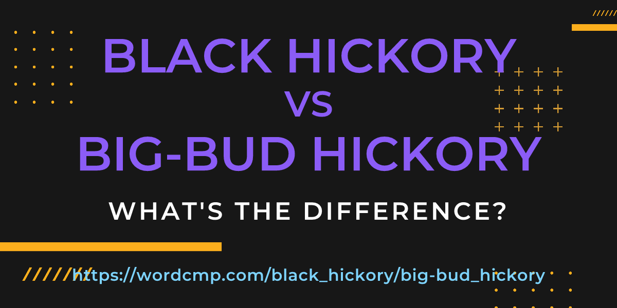 Difference between black hickory and big-bud hickory
