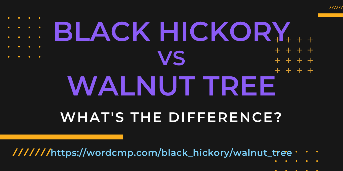 Difference between black hickory and walnut tree