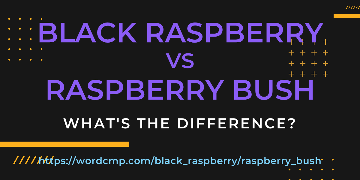 Difference between black raspberry and raspberry bush