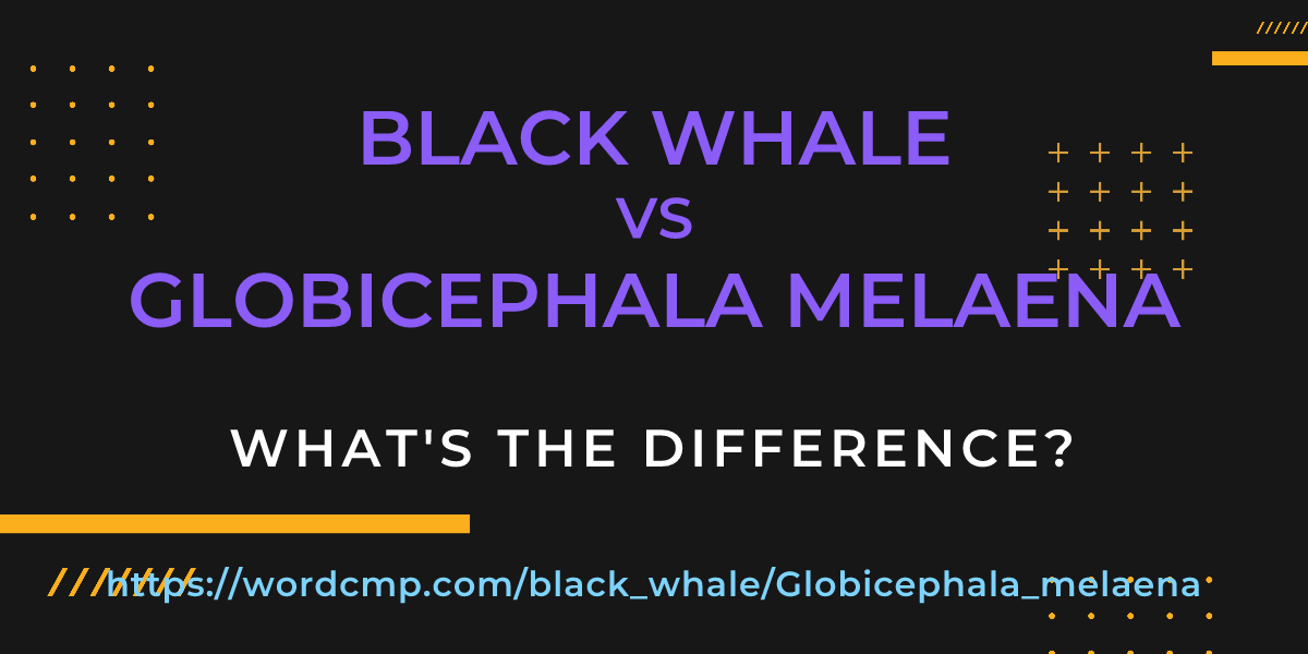 Difference between black whale and Globicephala melaena