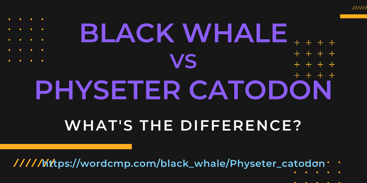 Difference between black whale and Physeter catodon