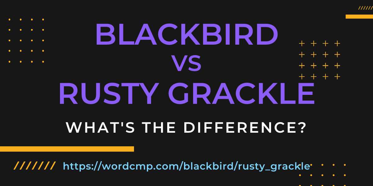 Difference between blackbird and rusty grackle