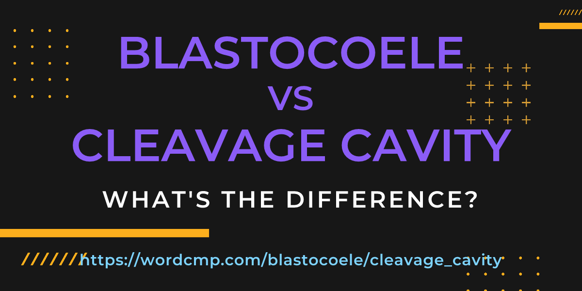 Difference between blastocoele and cleavage cavity