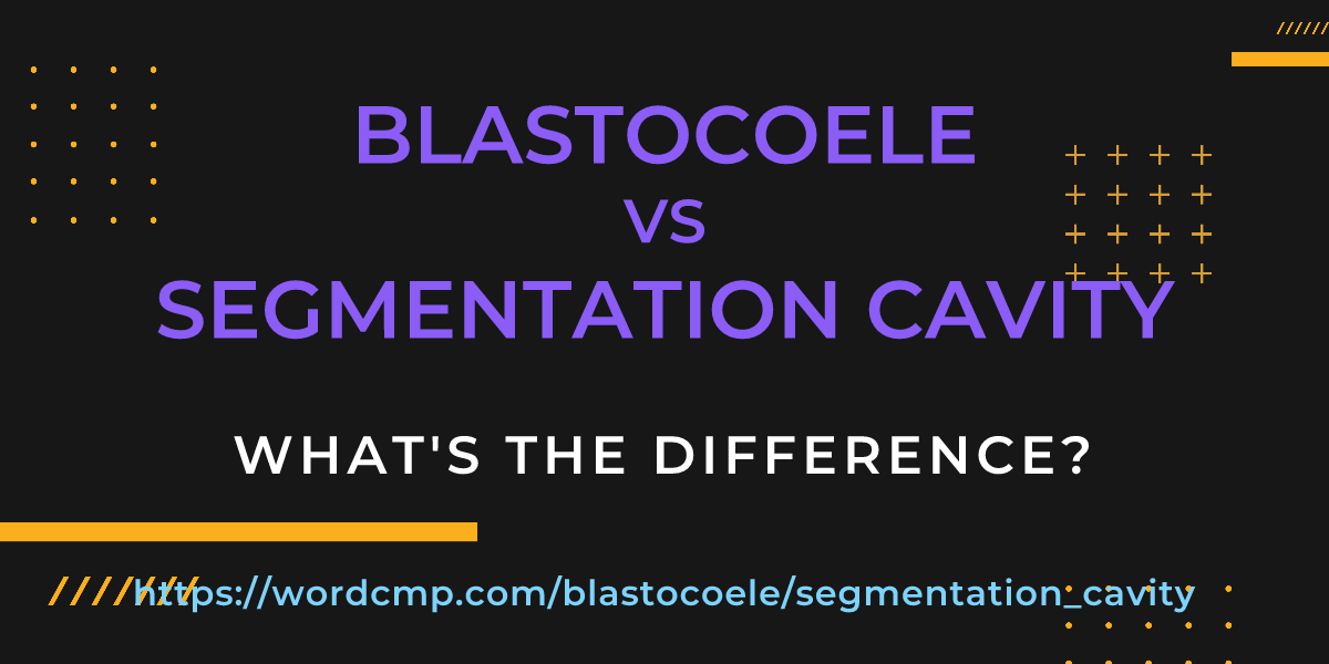 Difference between blastocoele and segmentation cavity