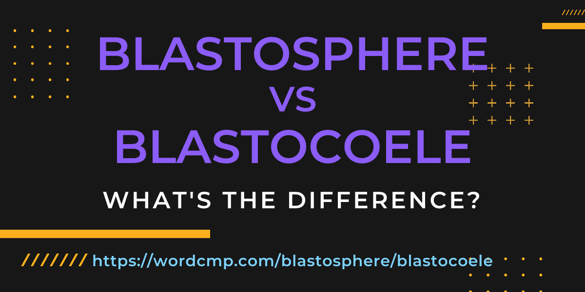 Difference between blastosphere and blastocoele