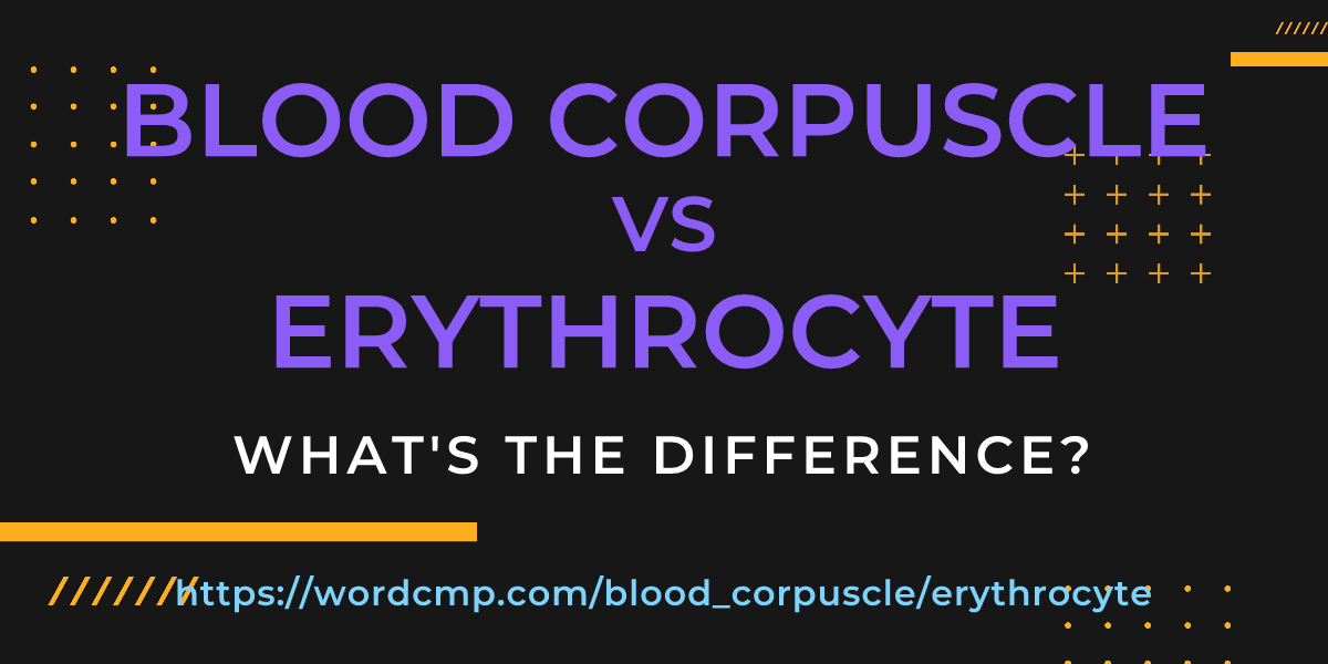Difference between blood corpuscle and erythrocyte