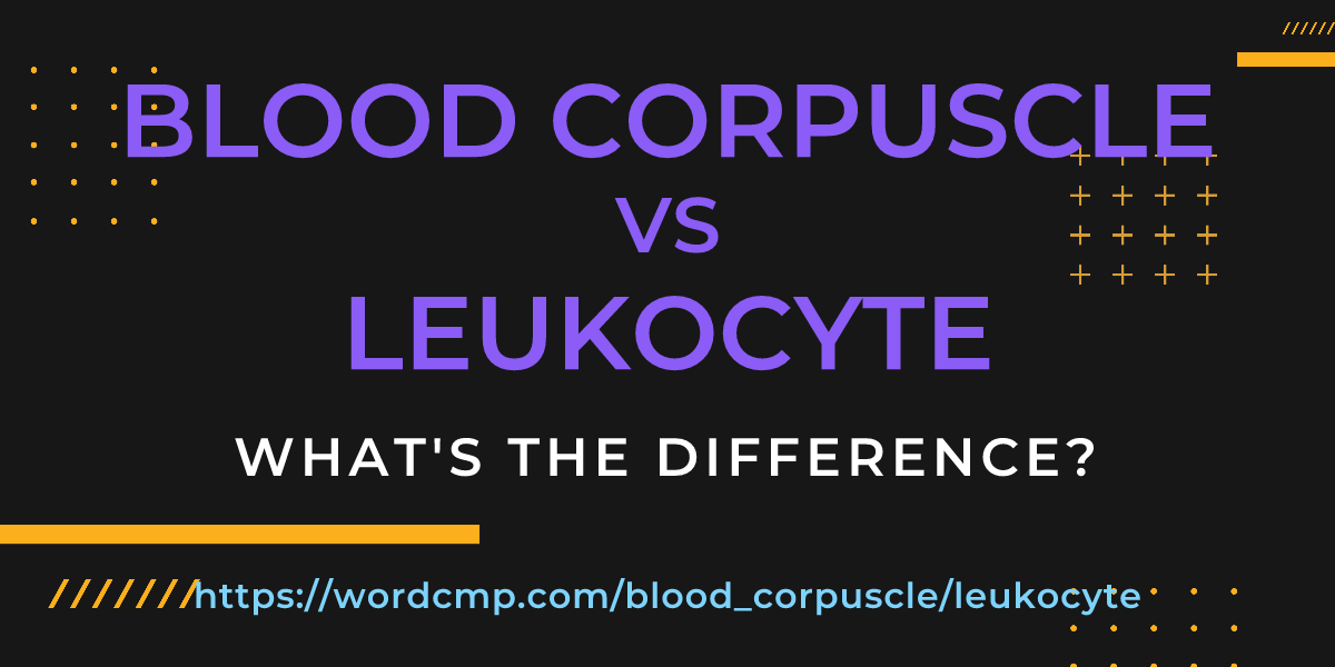 Difference between blood corpuscle and leukocyte
