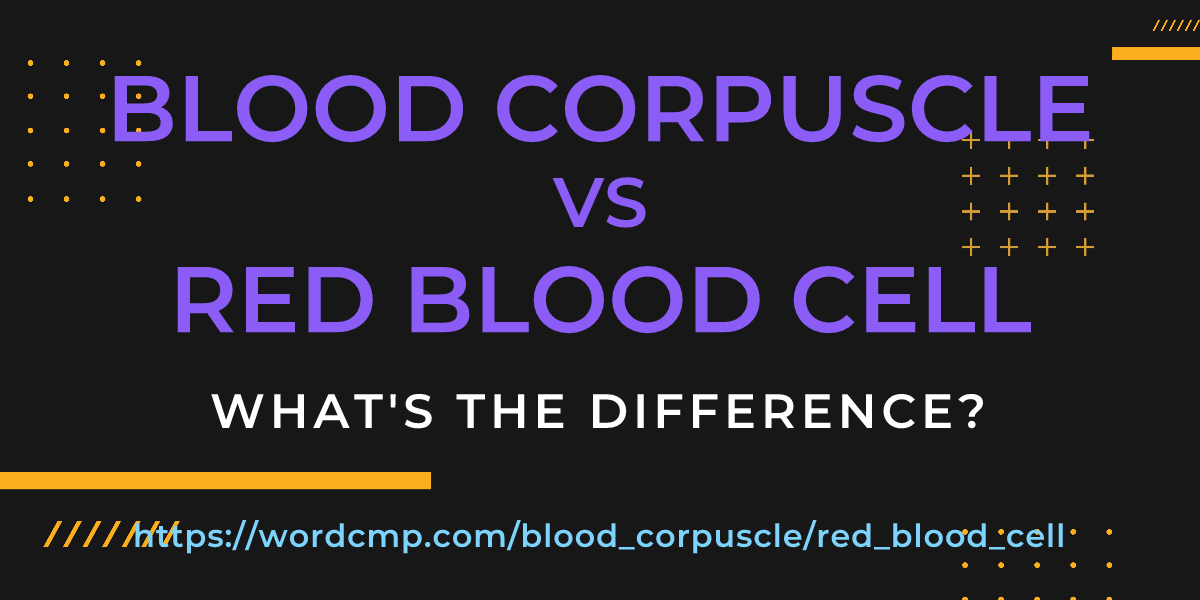 Difference between blood corpuscle and red blood cell