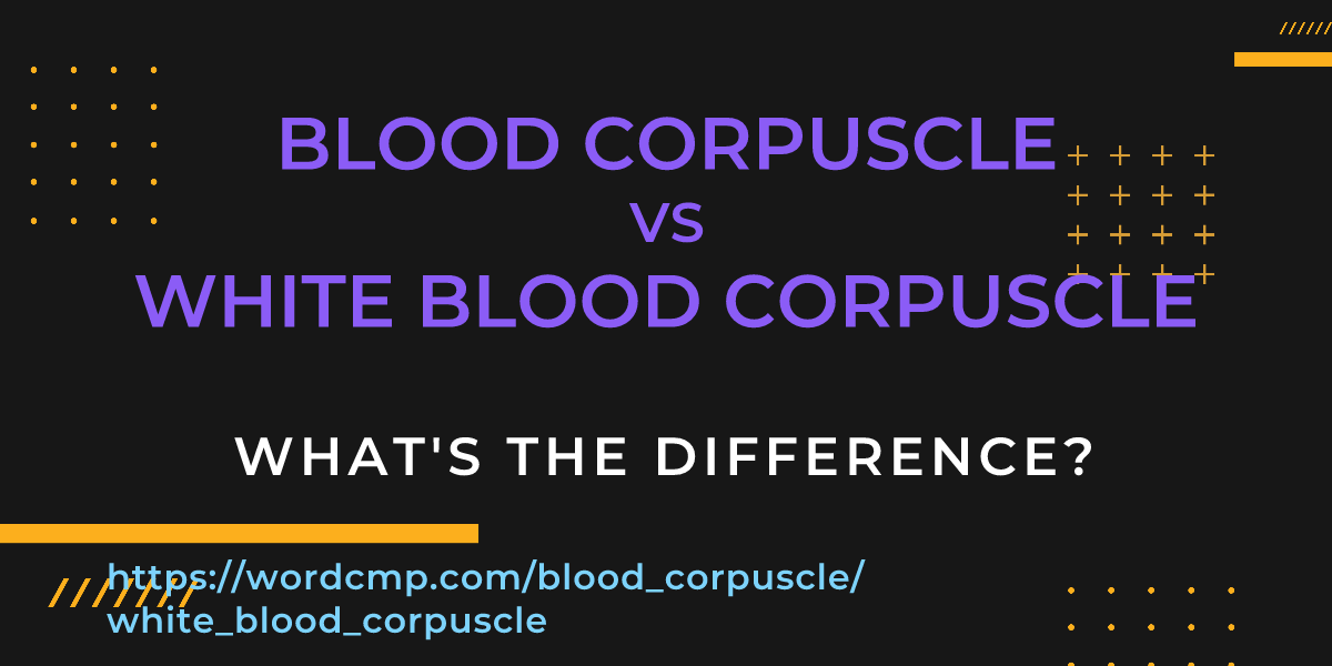 Difference between blood corpuscle and white blood corpuscle