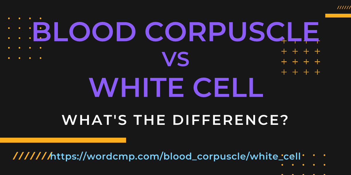 Difference between blood corpuscle and white cell