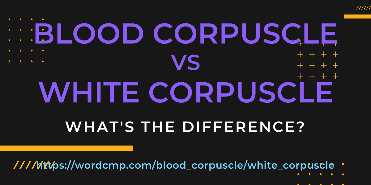 Difference between blood corpuscle and white corpuscle