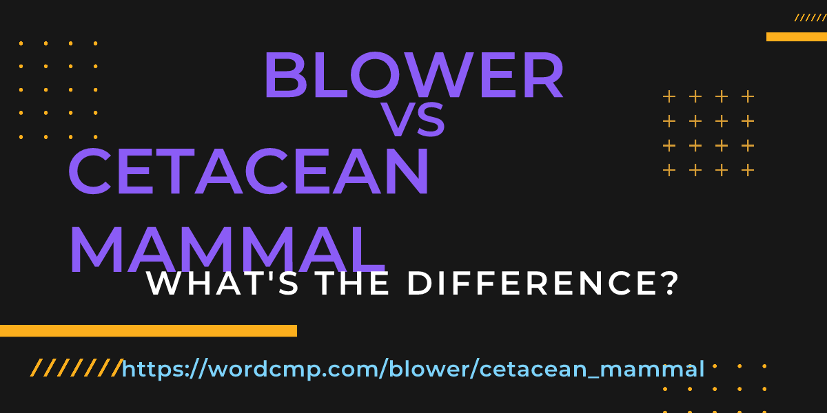 Difference between blower and cetacean mammal