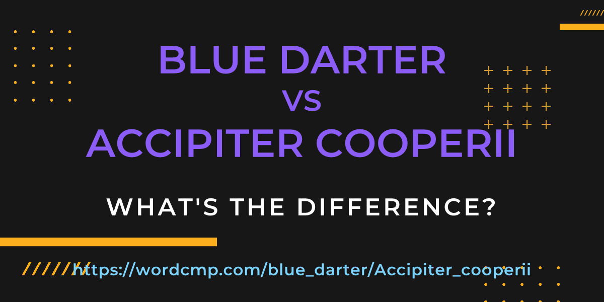 Difference between blue darter and Accipiter cooperii