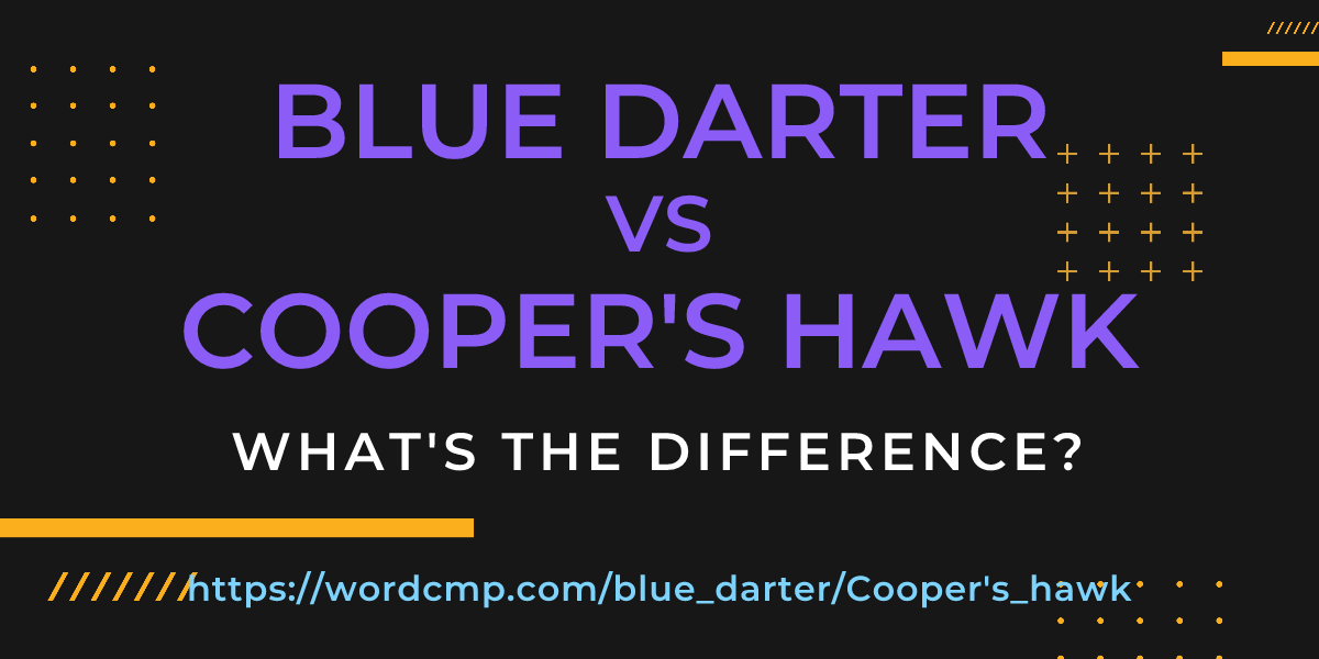 Difference between blue darter and Cooper's hawk