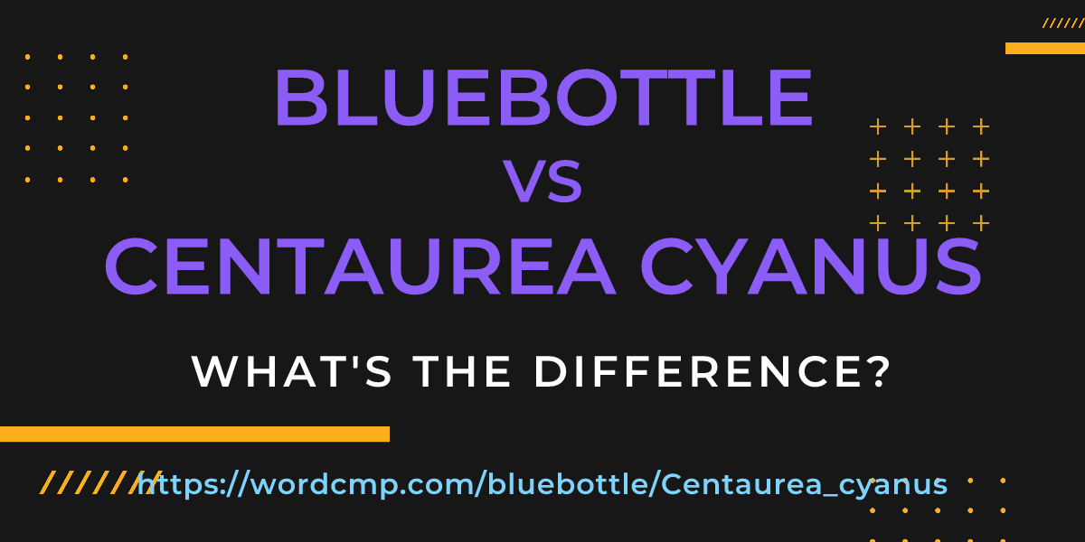 Difference between bluebottle and Centaurea cyanus