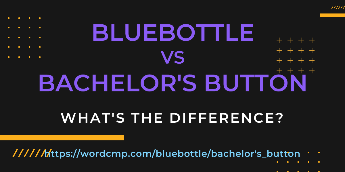 Difference between bluebottle and bachelor's button