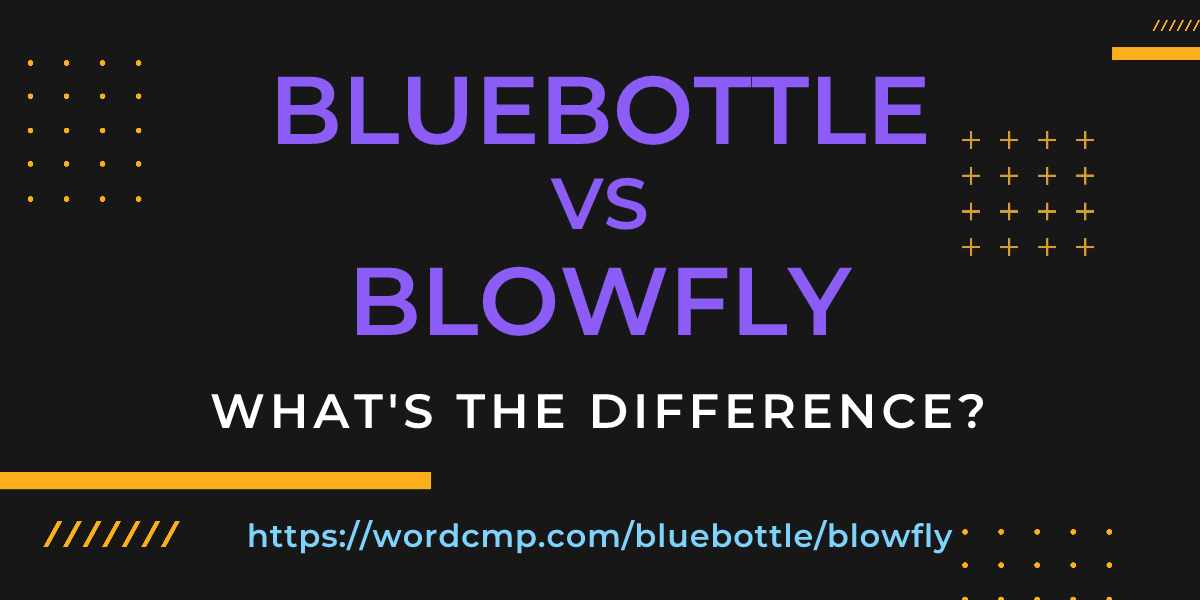 Difference between bluebottle and blowfly