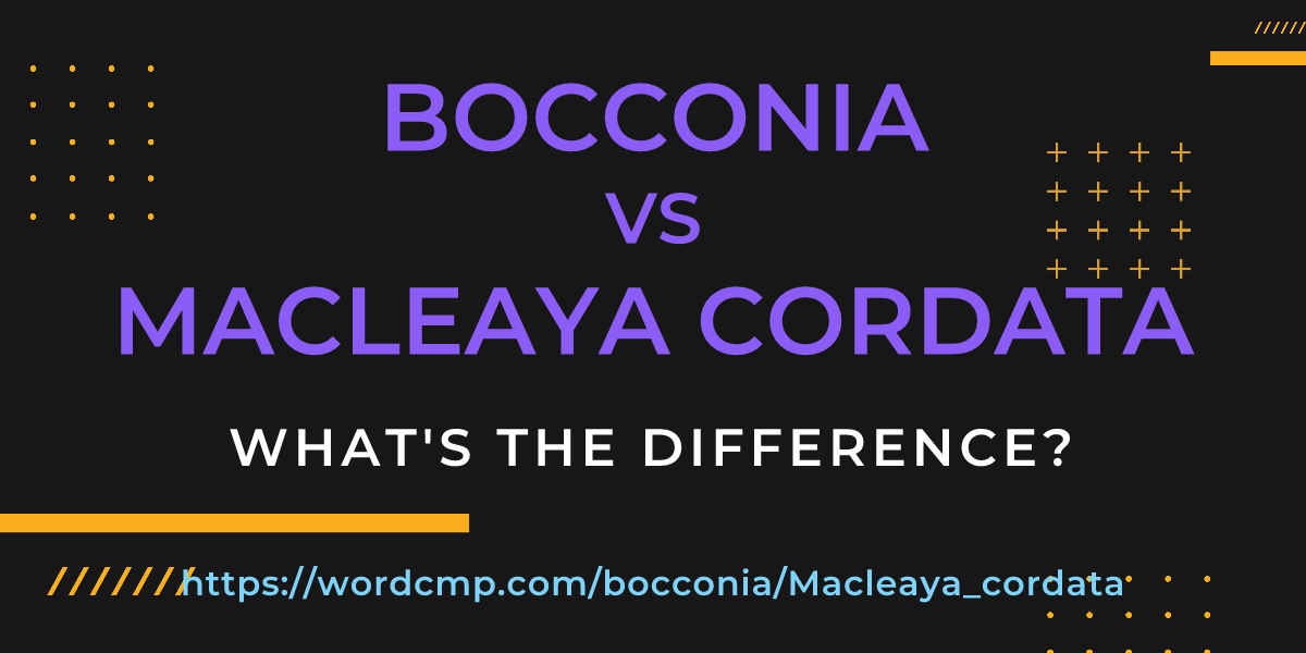 Difference between bocconia and Macleaya cordata