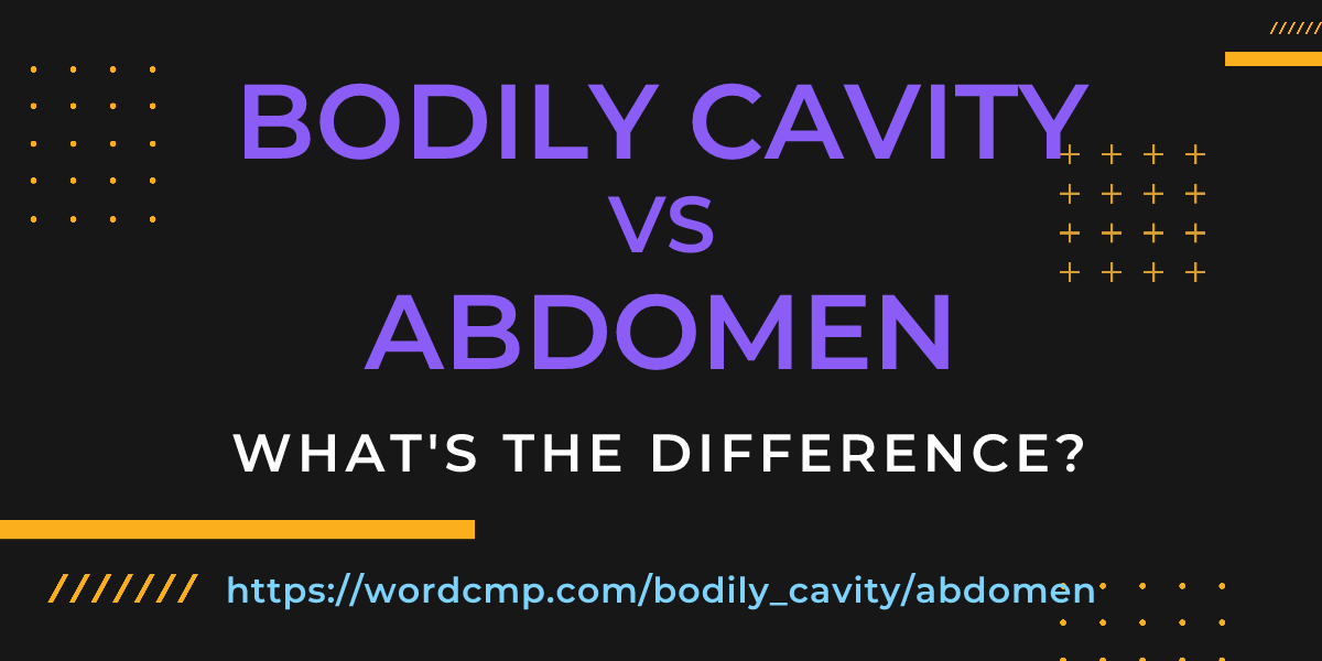 Difference between bodily cavity and abdomen