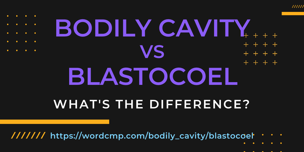 Difference between bodily cavity and blastocoel