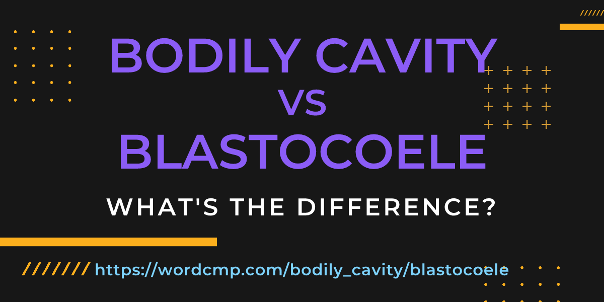 Difference between bodily cavity and blastocoele