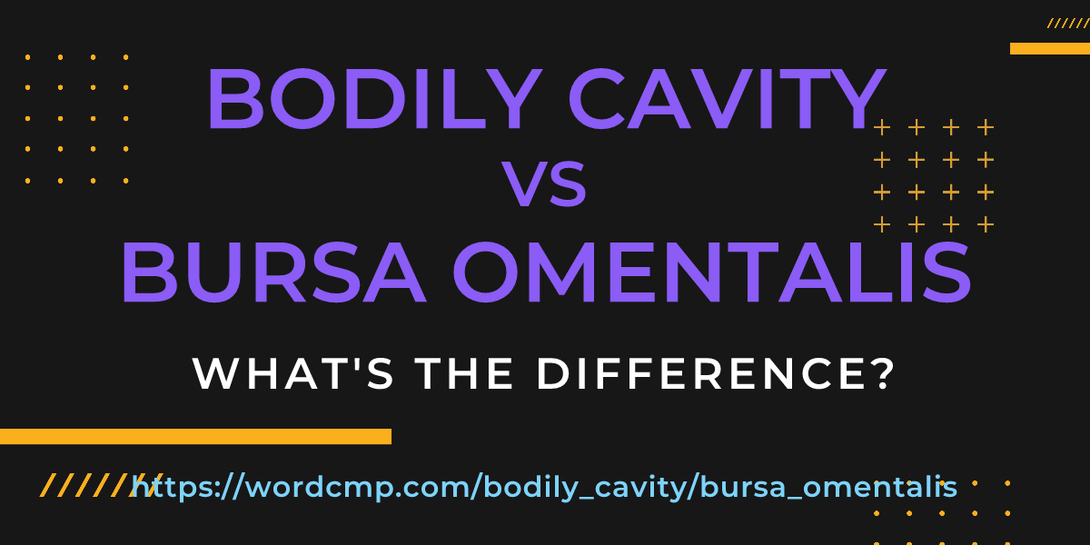 Difference between bodily cavity and bursa omentalis
