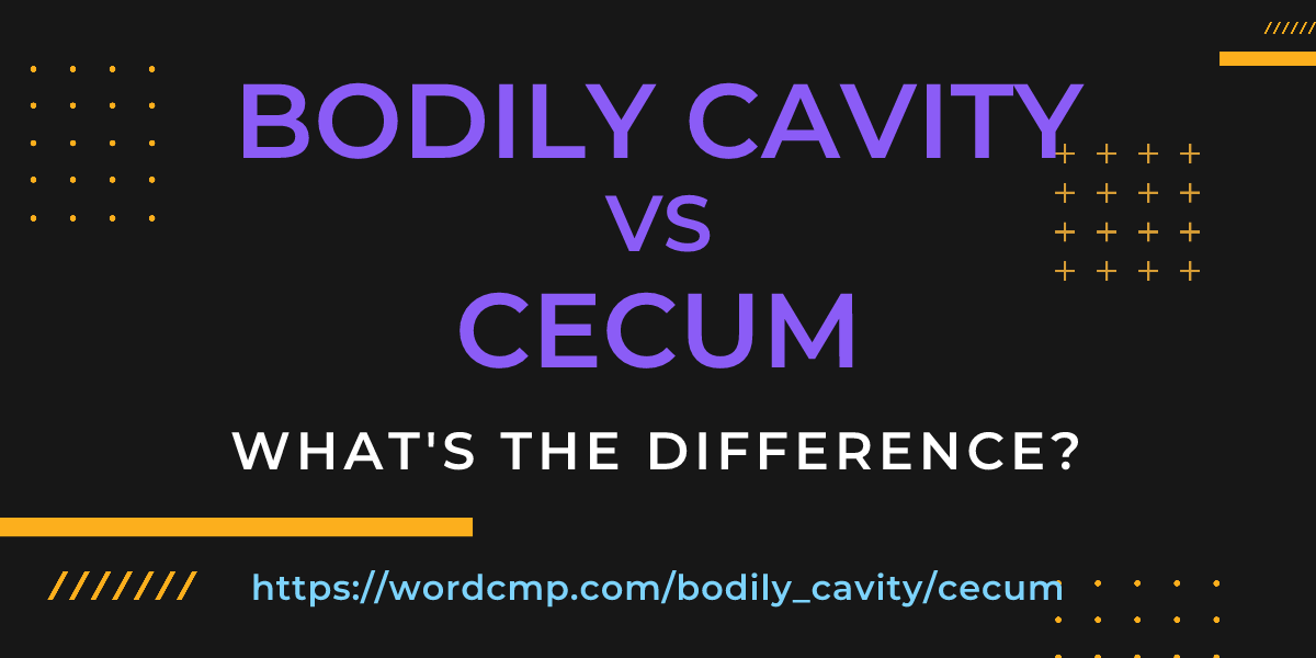 Difference between bodily cavity and cecum