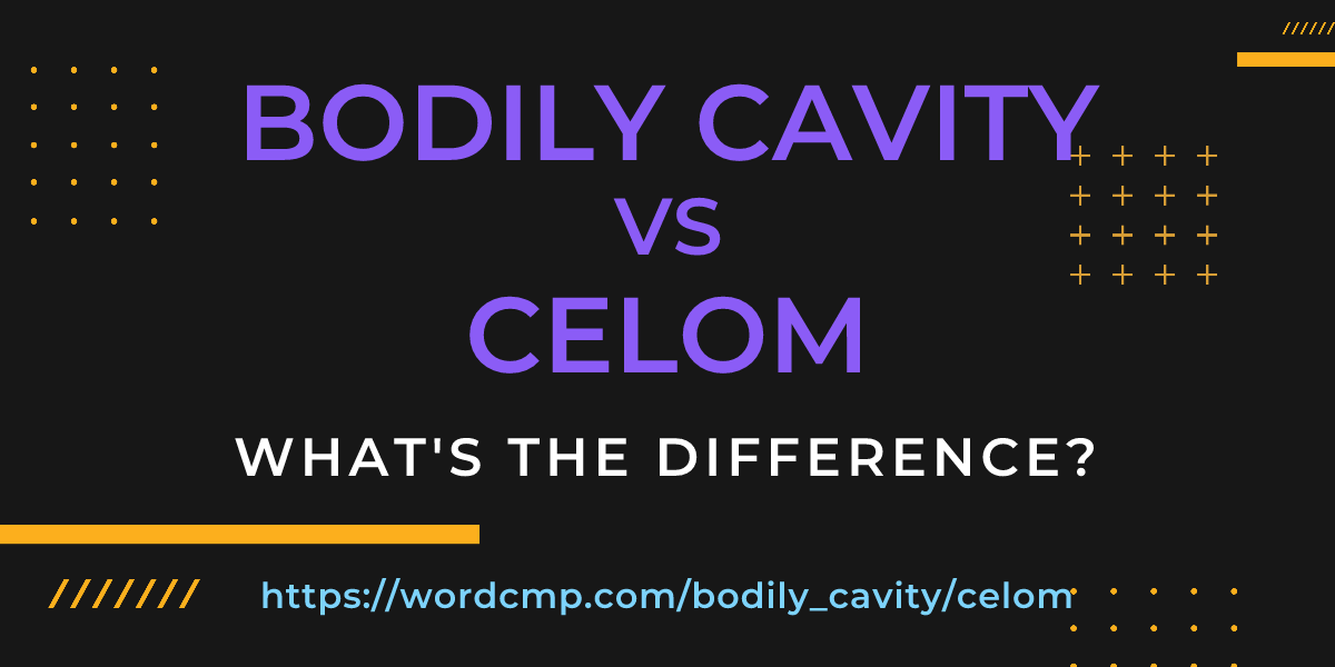 Difference between bodily cavity and celom