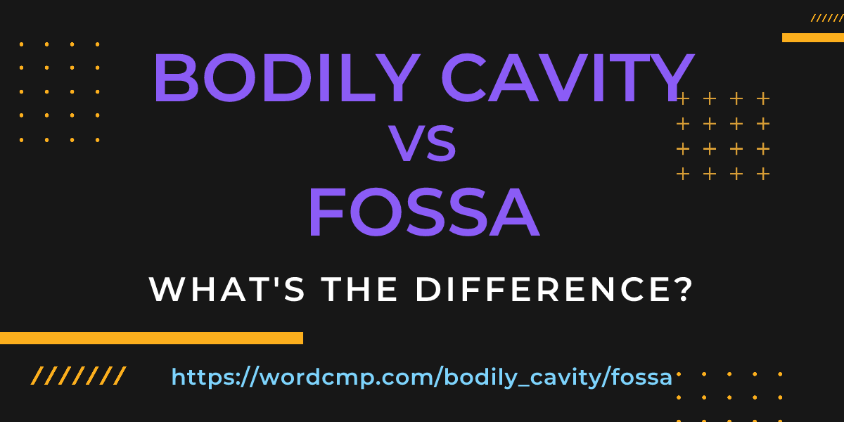 Difference between bodily cavity and fossa