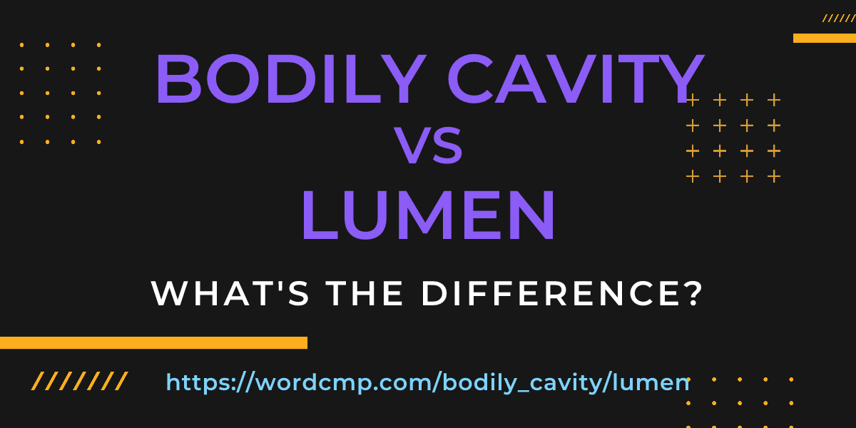 Difference between bodily cavity and lumen