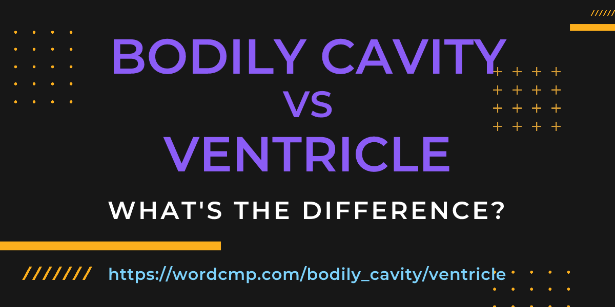 Difference between bodily cavity and ventricle
