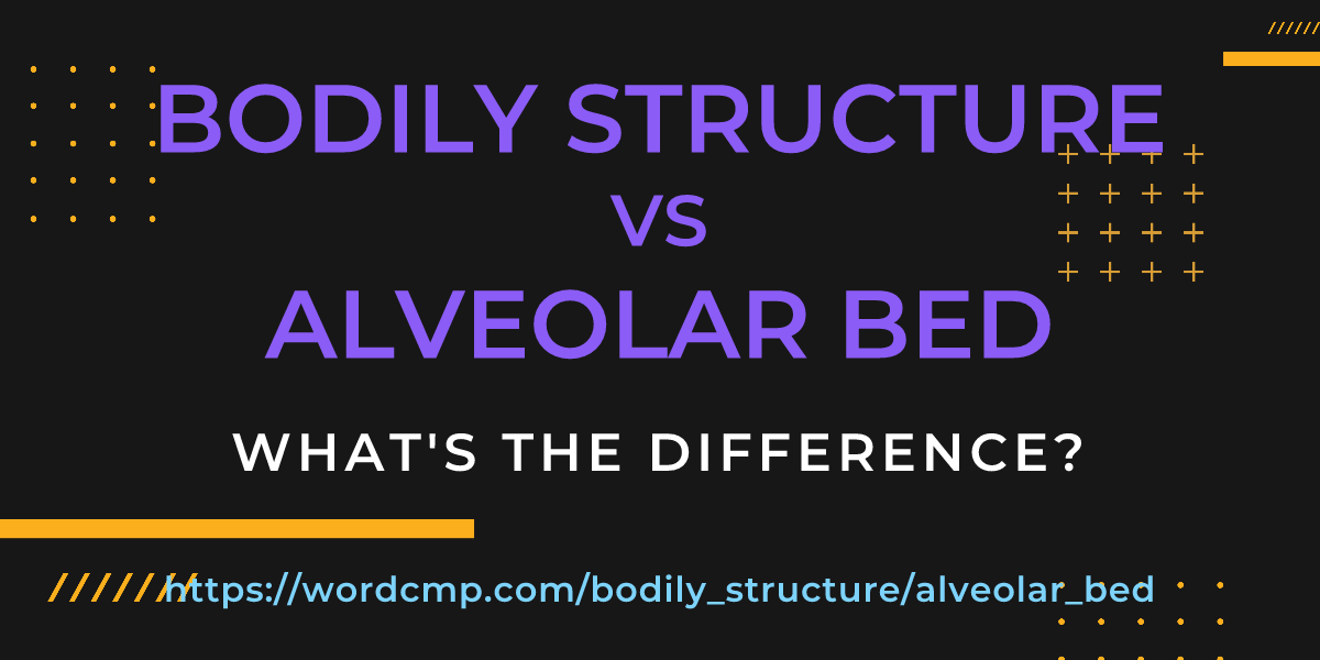 Difference between bodily structure and alveolar bed