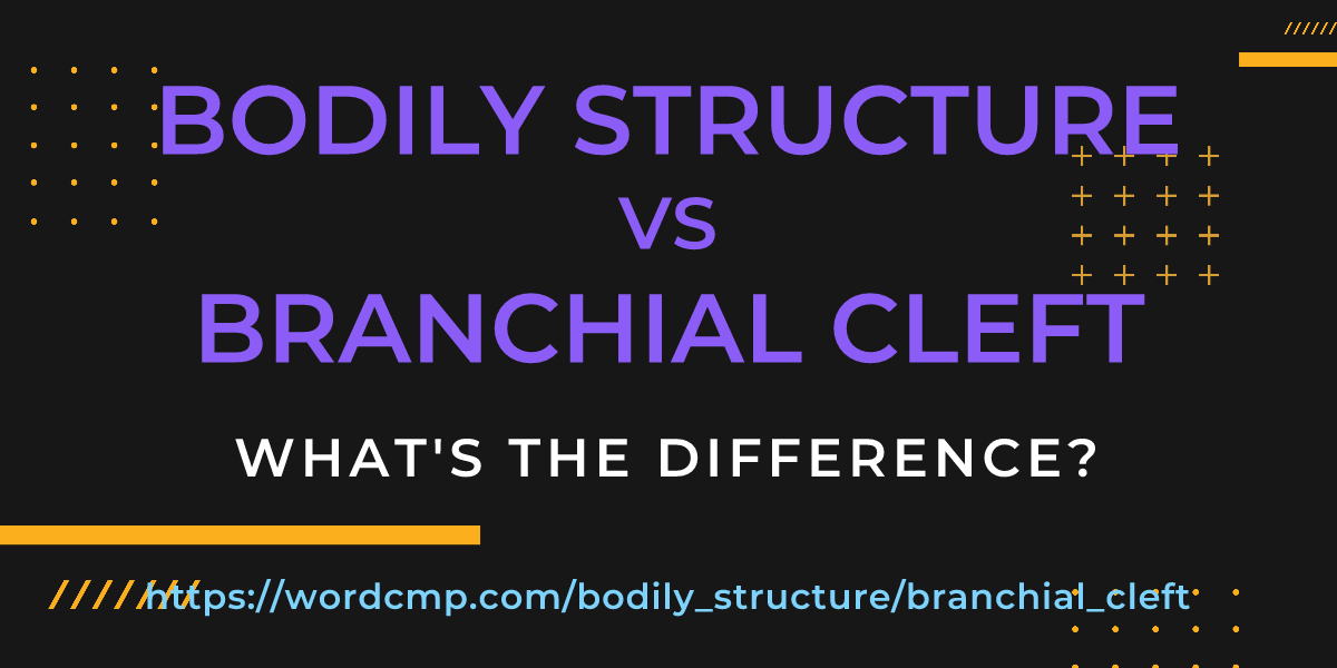 Difference between bodily structure and branchial cleft