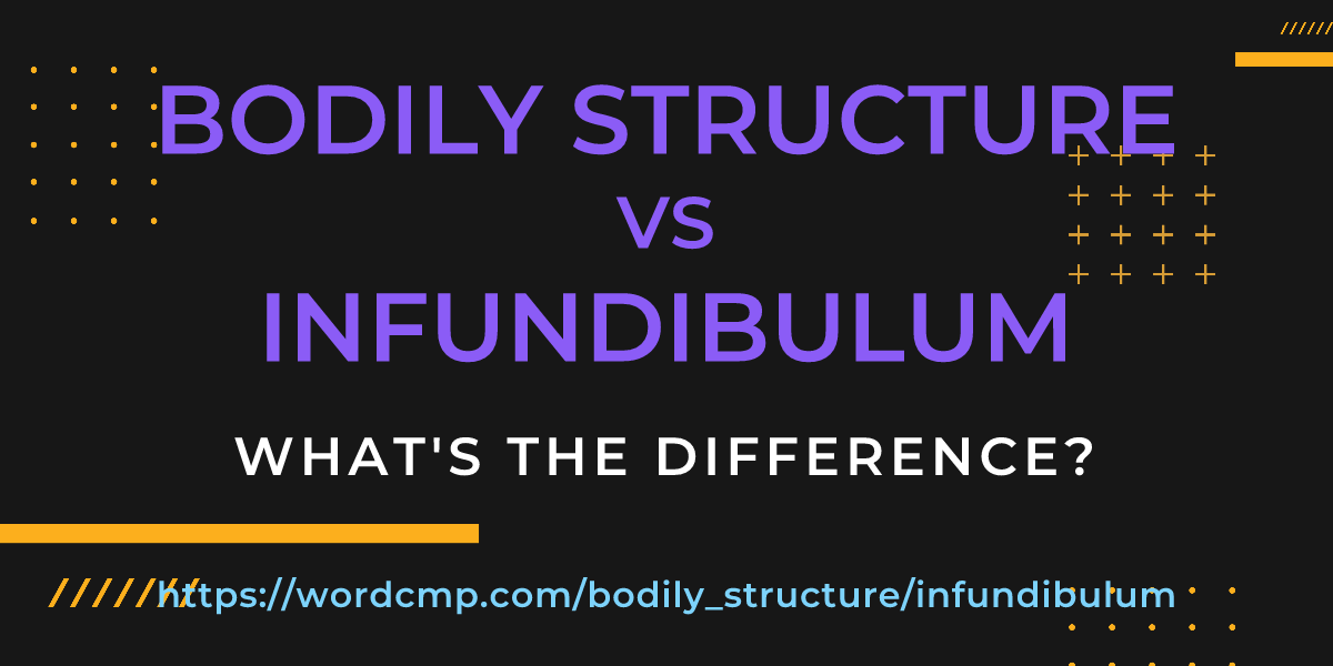 Difference between bodily structure and infundibulum