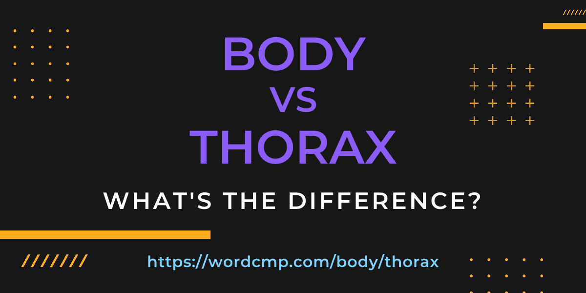 Difference between body and thorax