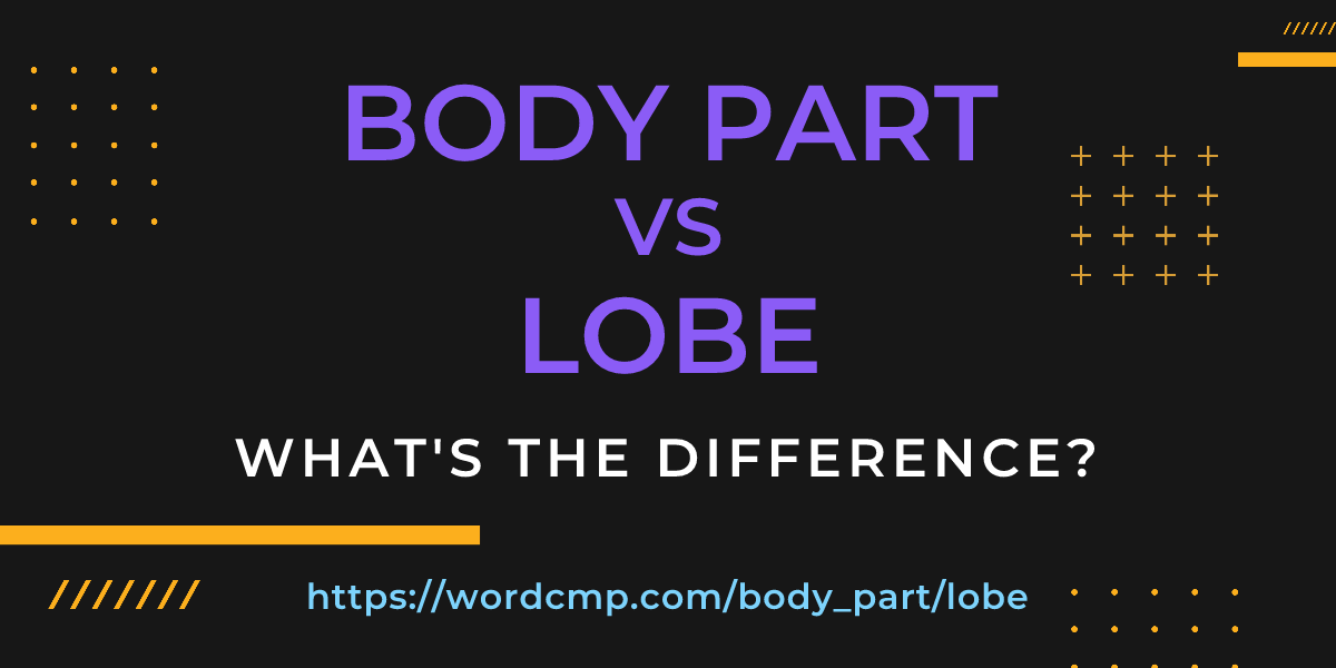 Difference between body part and lobe