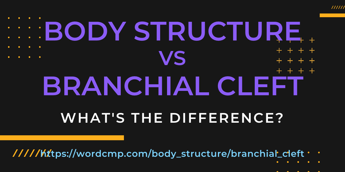 Difference between body structure and branchial cleft