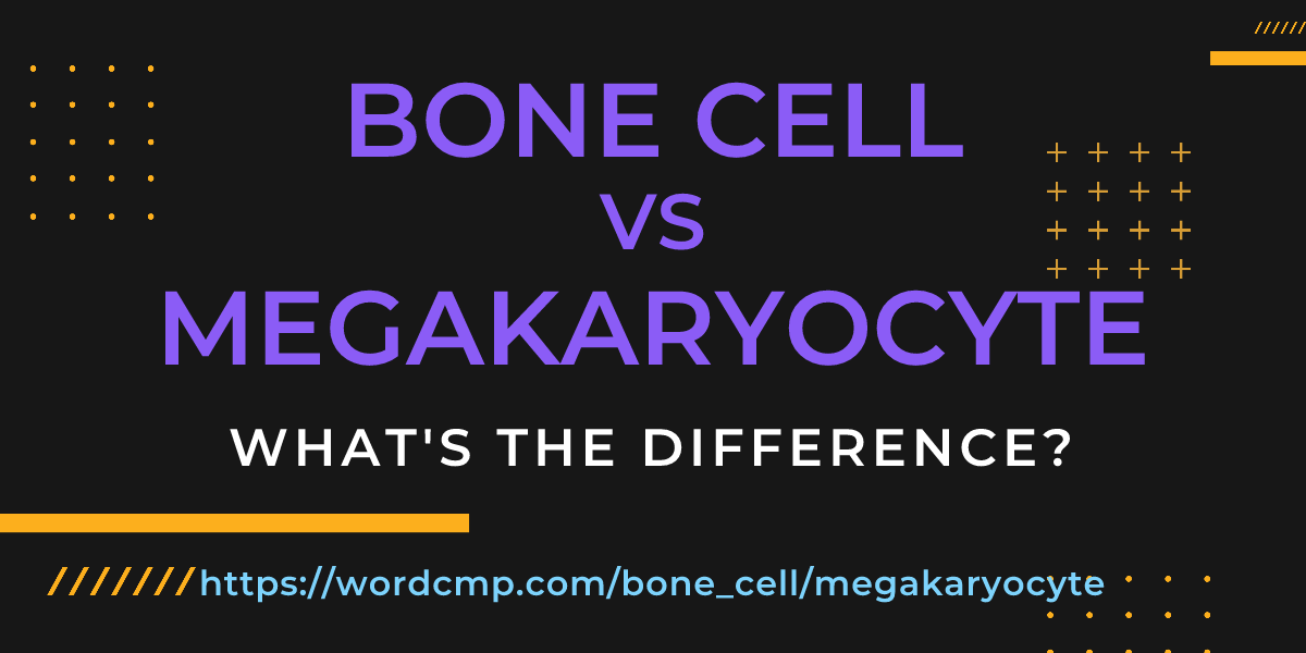 Difference between bone cell and megakaryocyte
