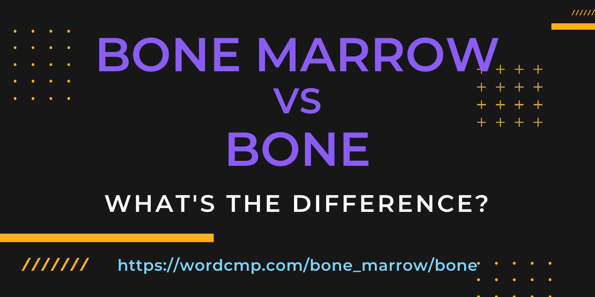 Difference between bone marrow and bone