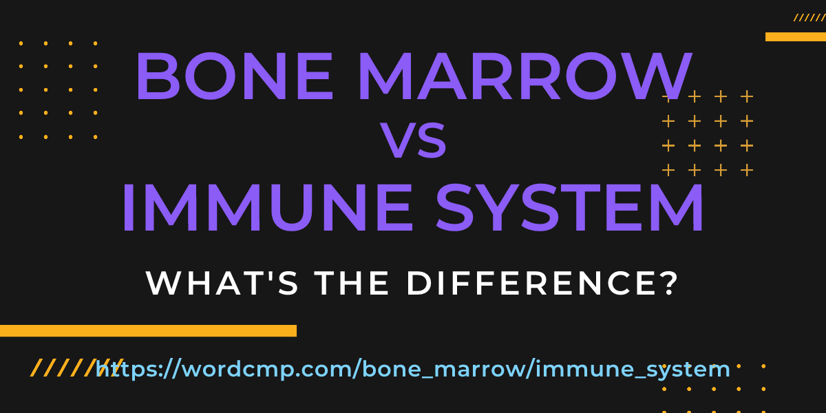 Difference between bone marrow and immune system