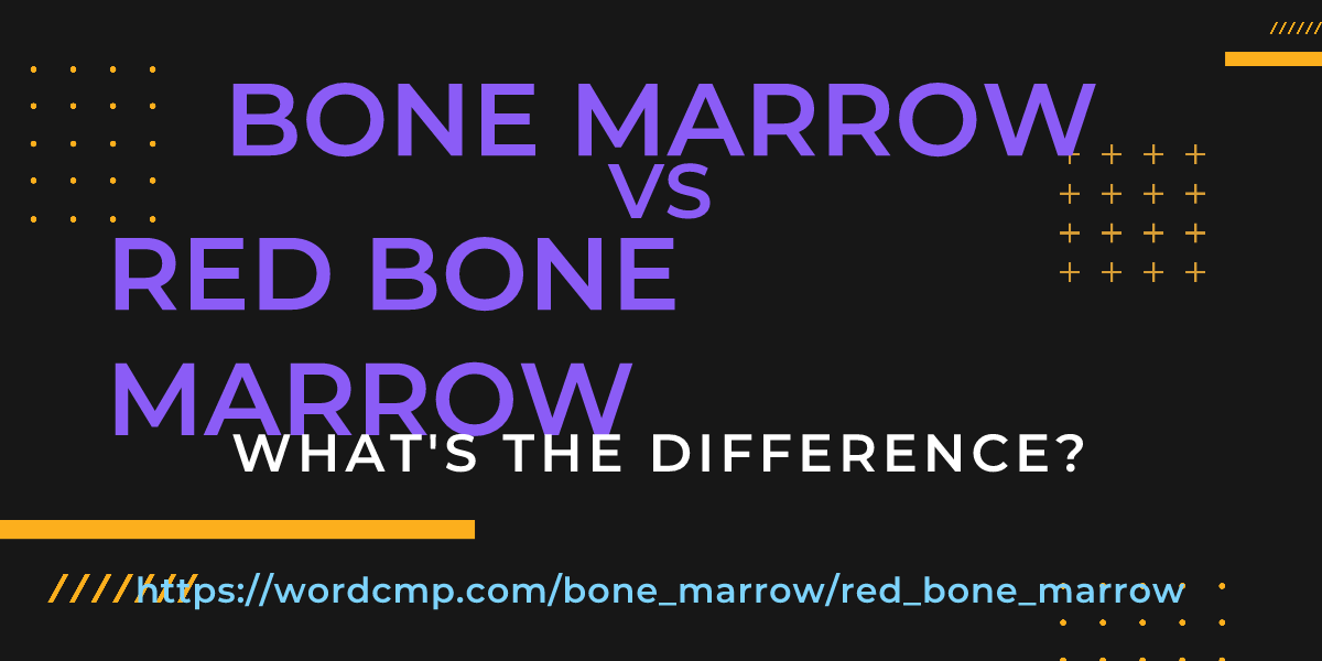 Difference between bone marrow and red bone marrow