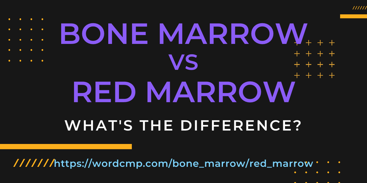 Difference between bone marrow and red marrow