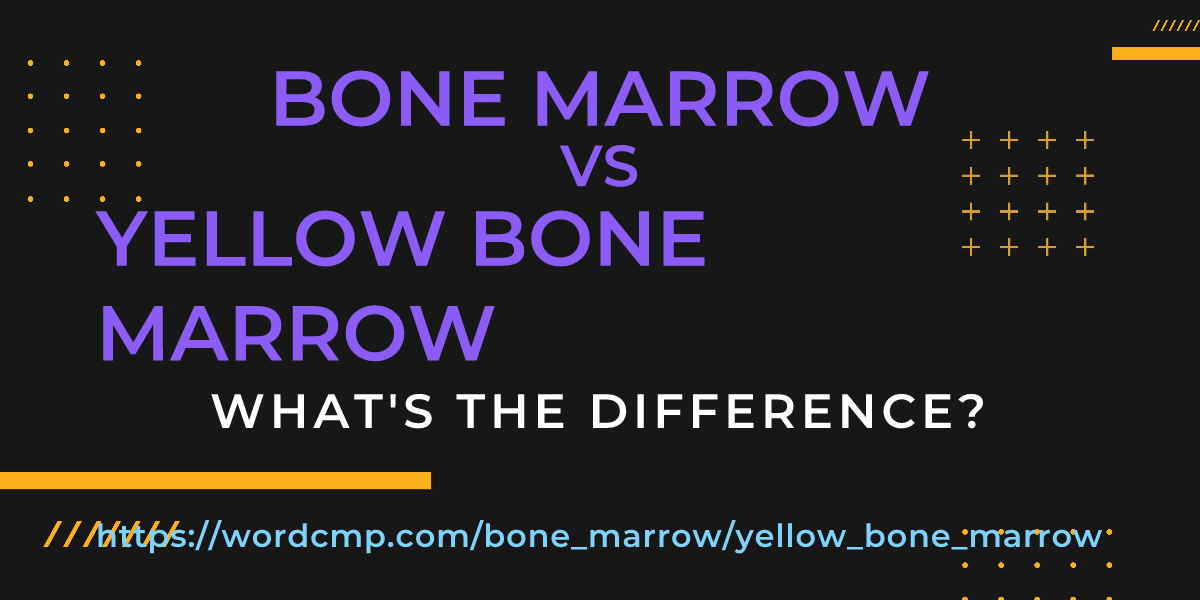 Difference between bone marrow and yellow bone marrow