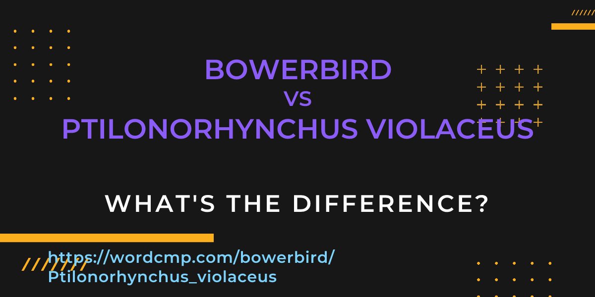 Difference between bowerbird and Ptilonorhynchus violaceus
