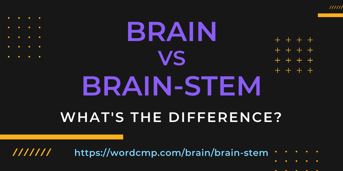 Difference between brain and brain-stem