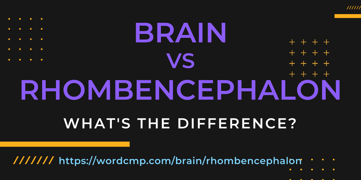 Difference between brain and rhombencephalon